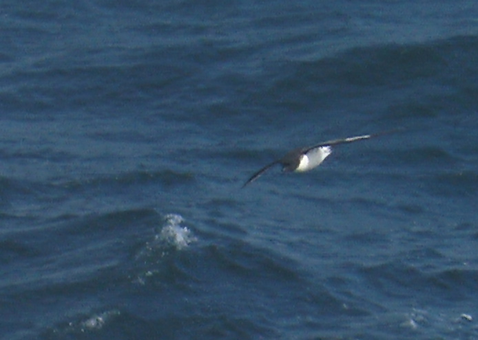 Pintado Petrel